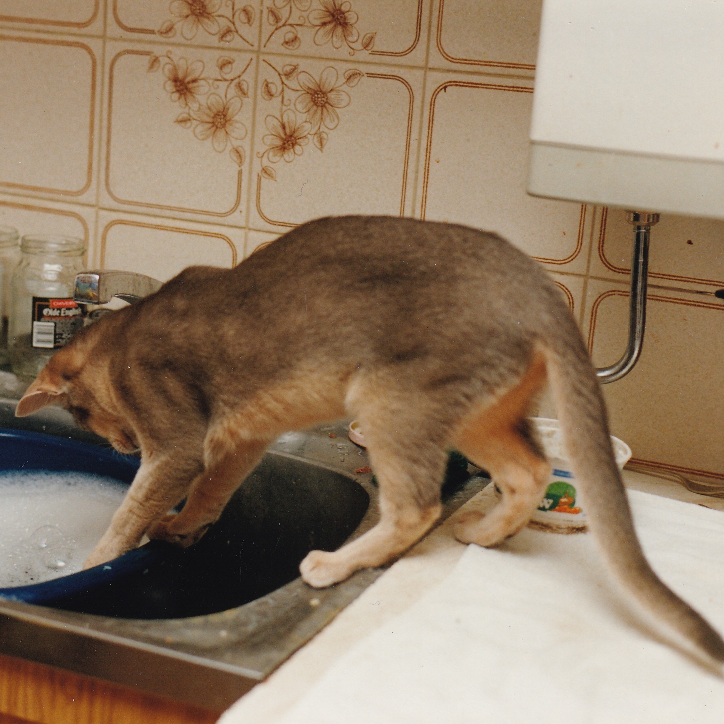Blue Abyssinian cat